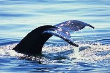 AUTORE: Carlo De Agnoi AUTORE: Carlo De Agnoi