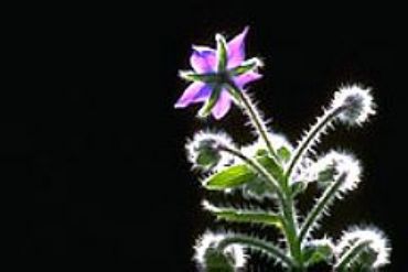 AUTORE: Merlino Multivisioni AUTORE: Merlino Multivisioni /