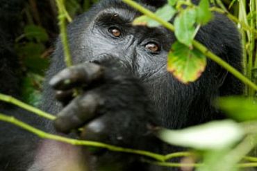 AUTORE: Carlo De Agnoi AUTORE: Carlo De Agnoi /