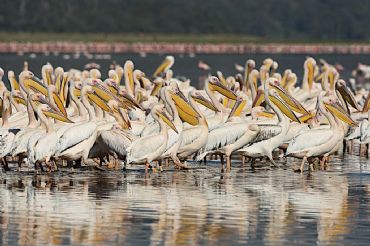 AUTORE: Luigi Dorigo - Ali e Radici Multivisioni AUTORE: Luigi Dorigo - Ali e Radici Multivisioni