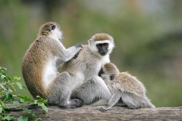 AUTORE: Luigi Dorigo - Ali e Radici Multivisioni AUTORE: Luigi Dorigo - Ali e Radici Multivisioni