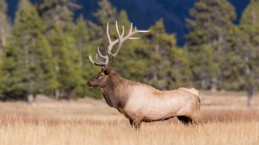 AUTORE: Luigi Dorigo - Ali e Radici Multivisioni AUTORE: Luigi Dorigo - Ali e Radici Multivisioni