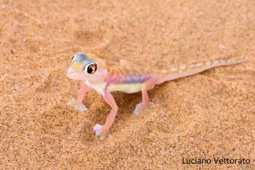 AUTORE: Luciano Vettorato AUTORE: Luciano Vettorato /