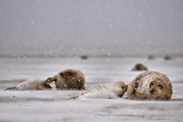 AUTORE: Luigi Dorigo - Ali e Radici Multivisioni AUTORE: Luigi Dorigo - Ali e Radici Multivisioni /